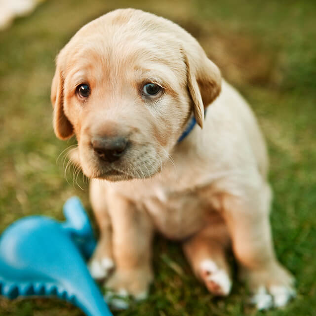 Why Is My Puppy Crying & How To Stop Puppy From Whining