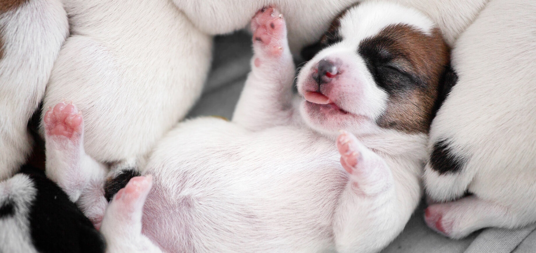 When Do Puppies Open Their Eyes