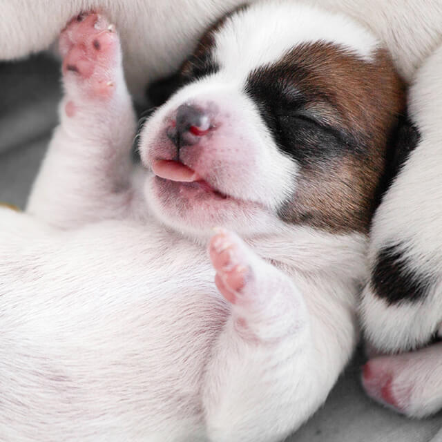 When Do Puppies Open Their Eyes