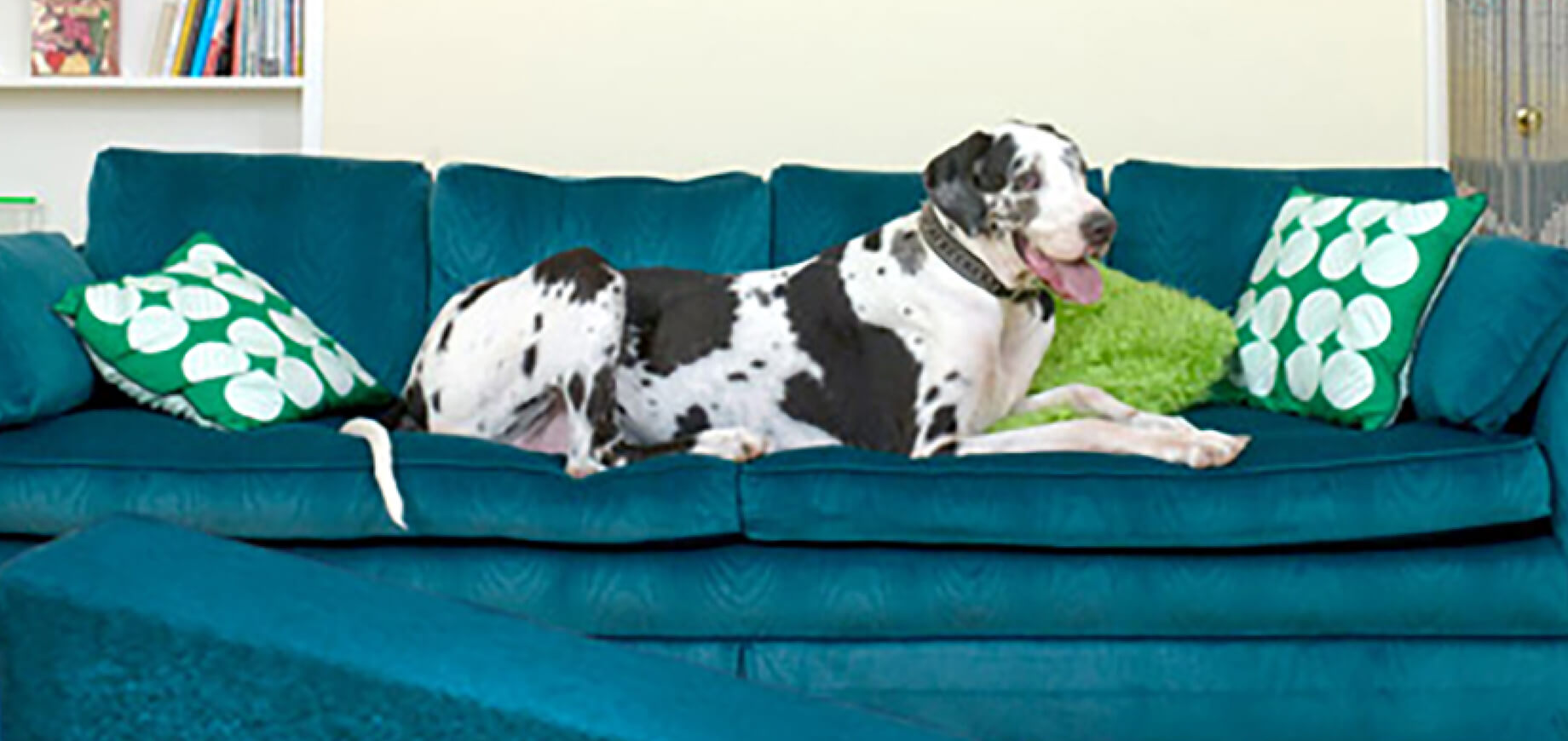 Periodontal (Gum) Disease in Dogs – Causes, Symptoms, Stages & Prevention