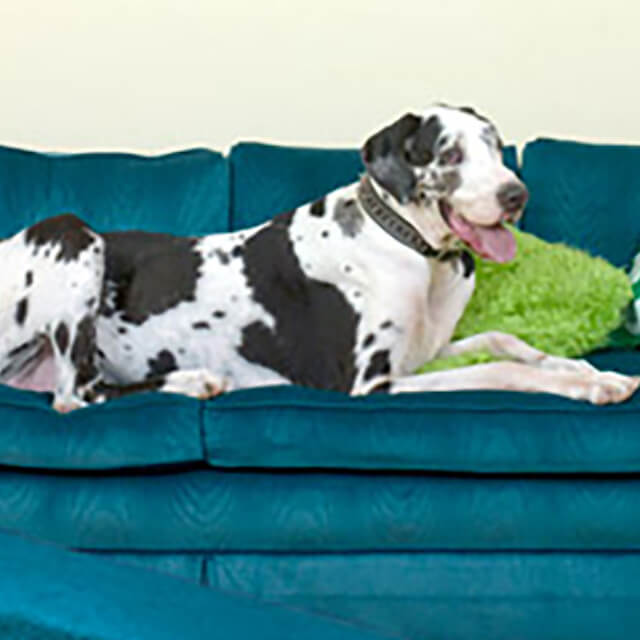 Periodontal (Gum) Disease in Dogs – Causes, Symptoms, Stages & Prevention