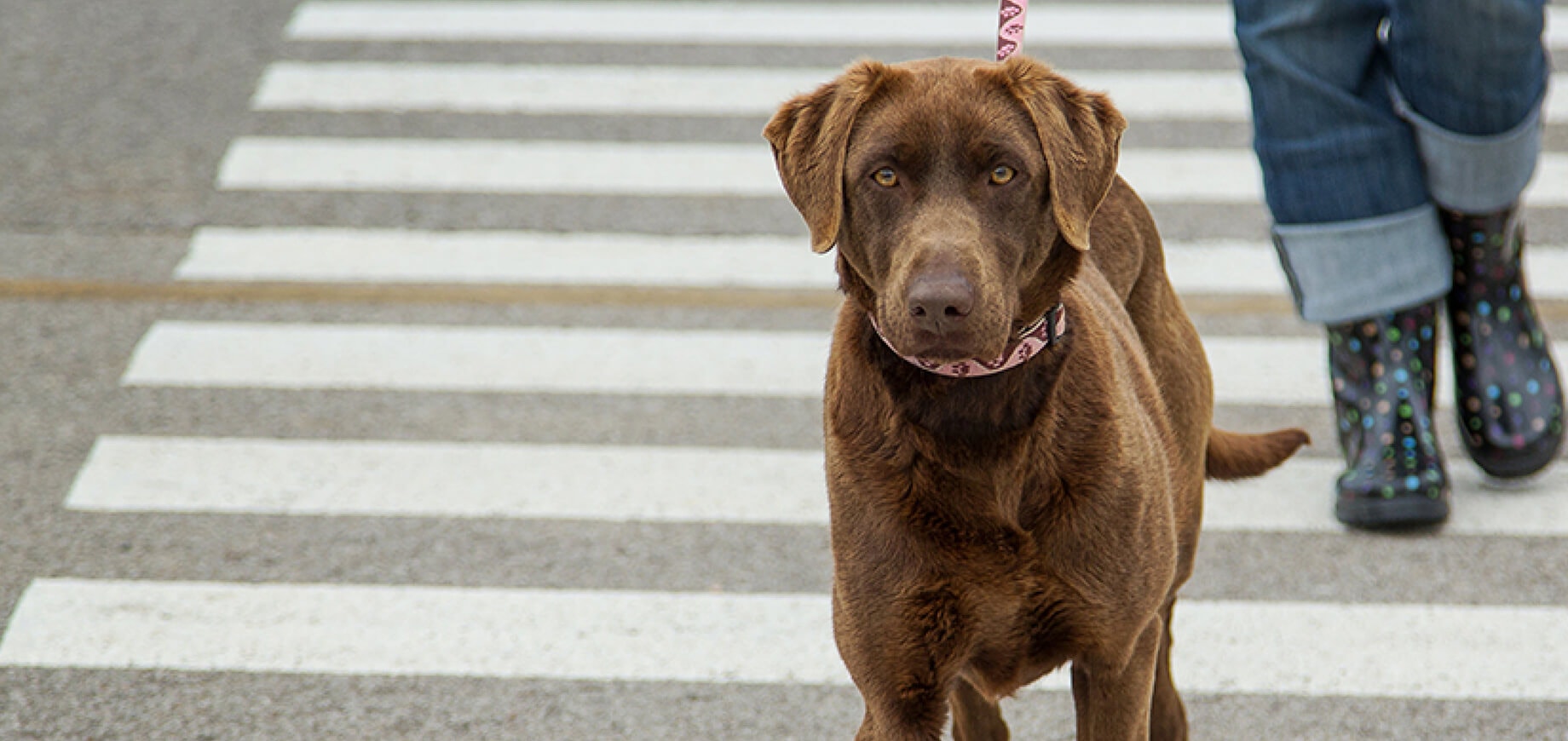 The Guide To A Complete & Balanced Diet For A Puppy