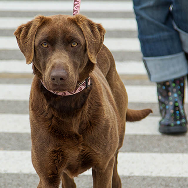 The Guide To A Complete & Balanced Diet For A Puppy