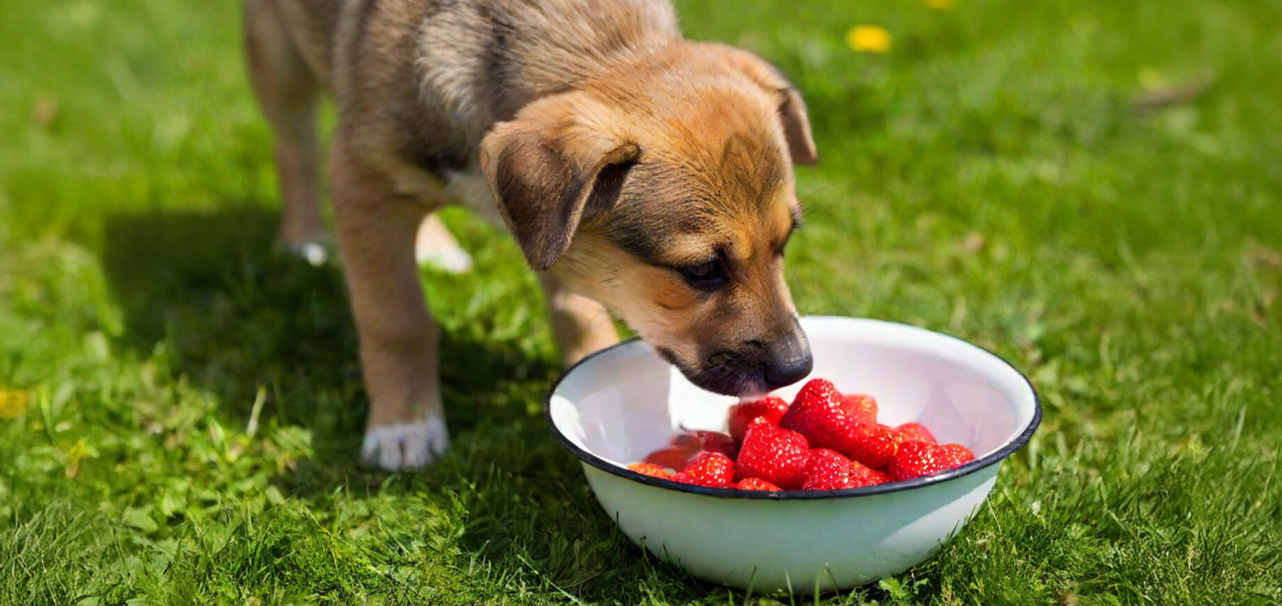 Can Puppies Eat Strawberries? Benefits & Safety