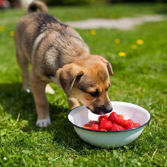 Can Puppies Eat Strawberries? Benefits & Safety