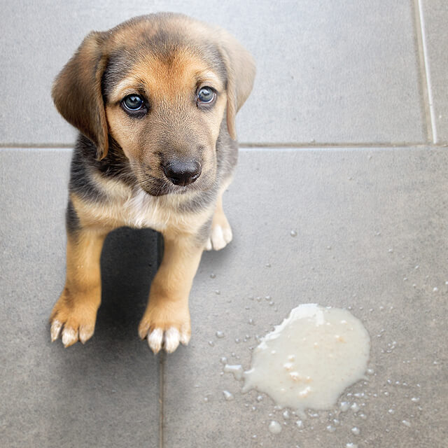 Dog Vomiting White Foam – Causes, Prevention and Treatment