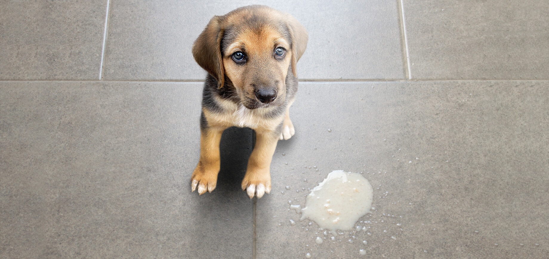 Dog Vomiting White Foam – Causes, Prevention and Treatment