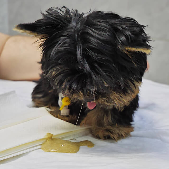 Why Is My Dog Vomiting Yellow: Causes, Treatment & Prevention