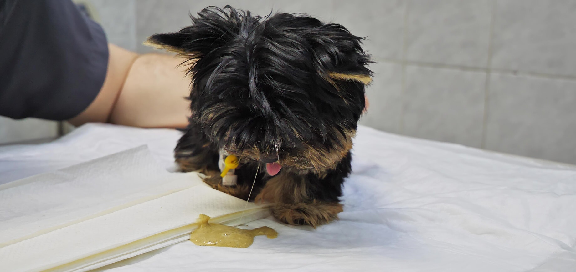 Why Is My Dog Vomiting Yellow: Causes, Treatment & Prevention