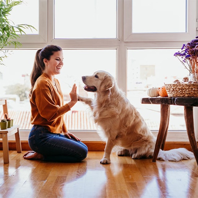 Golden Retriever Dog Lifespan