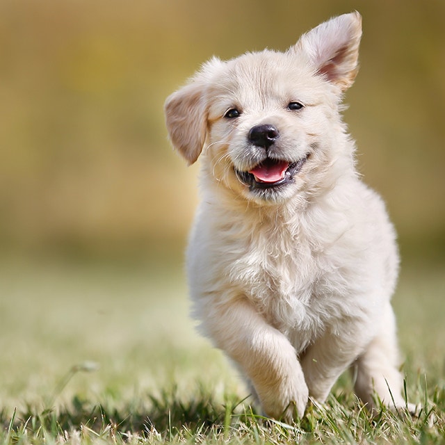 Puppy Names: Cute, Funny, and Popular Names for Your Pup