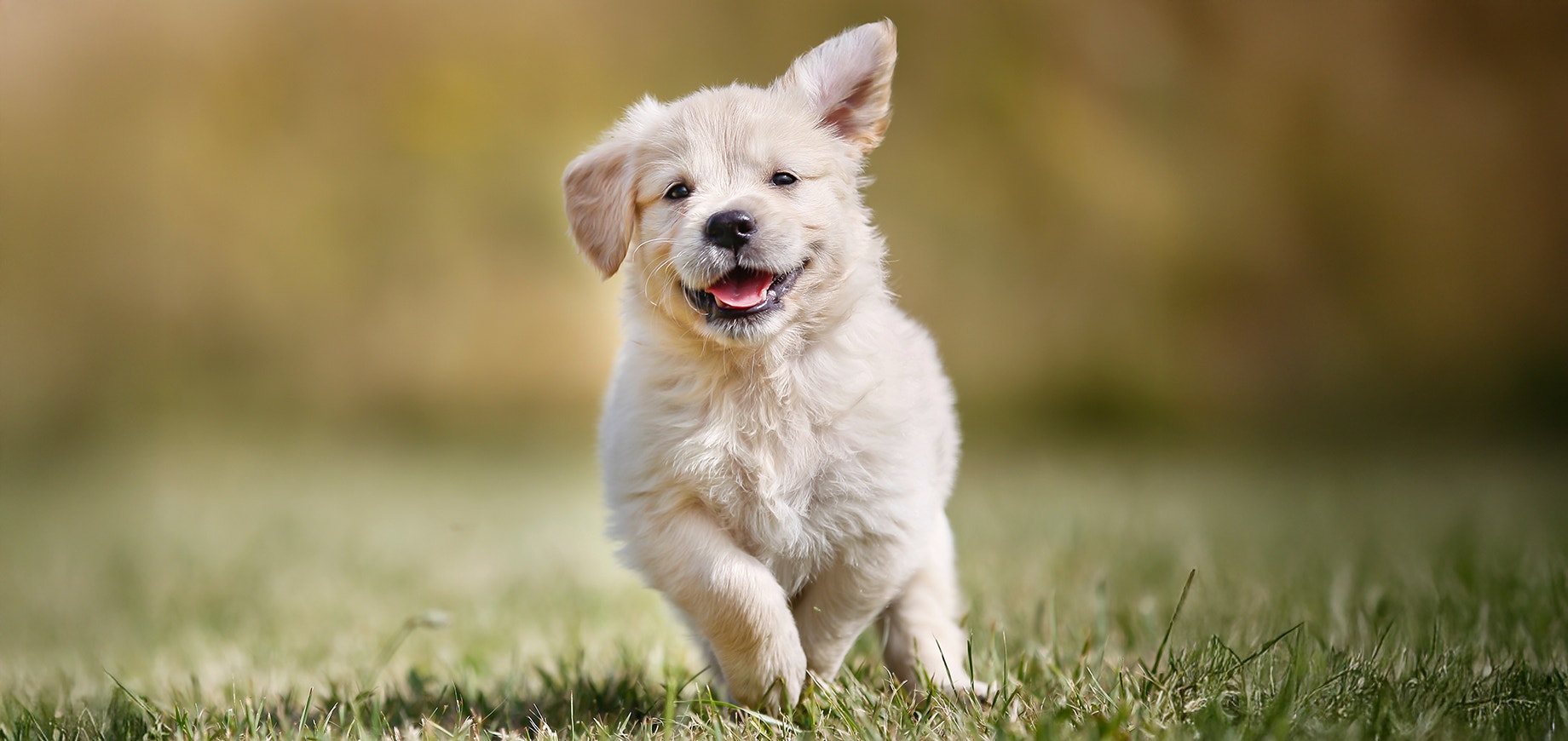 Puppy Names: Cute, Funny, and Popular Names for Your Pup