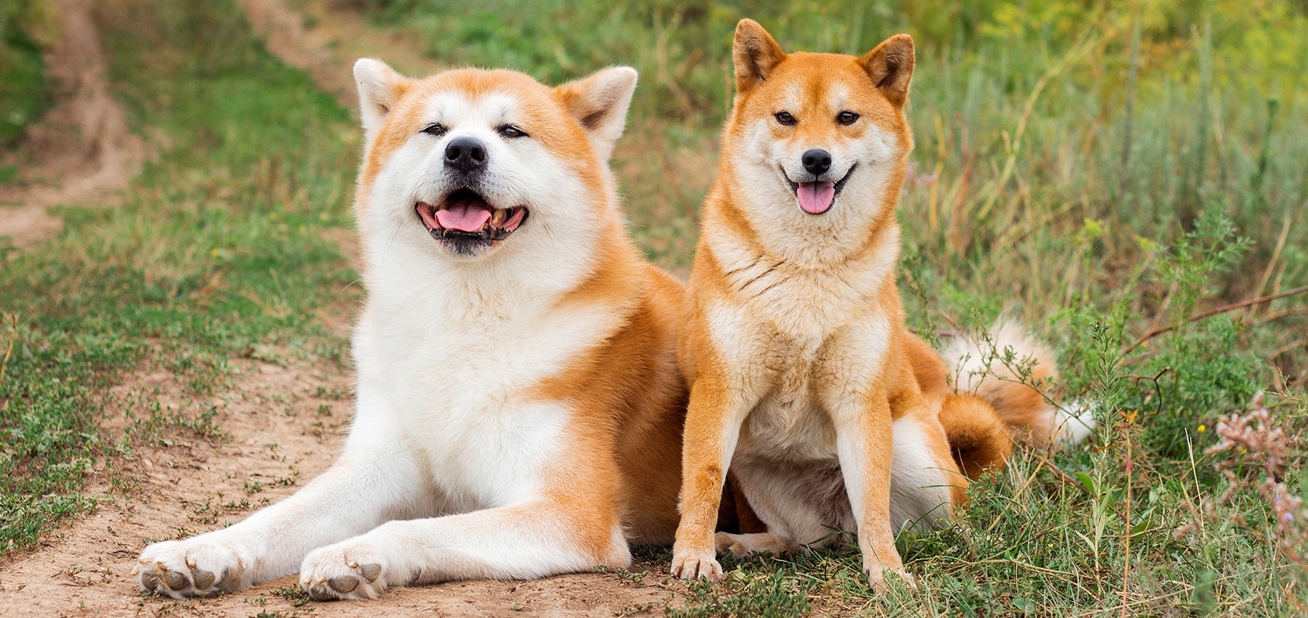 Akita Dog vs Shiba Inu: What's the Difference?