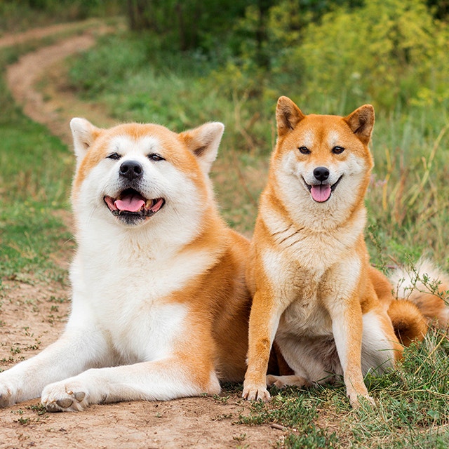 Akita Dog vs Shiba Inu: What's the Difference?
