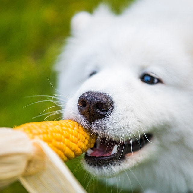 Can Dogs Eat Corn? Everything You Need to Know