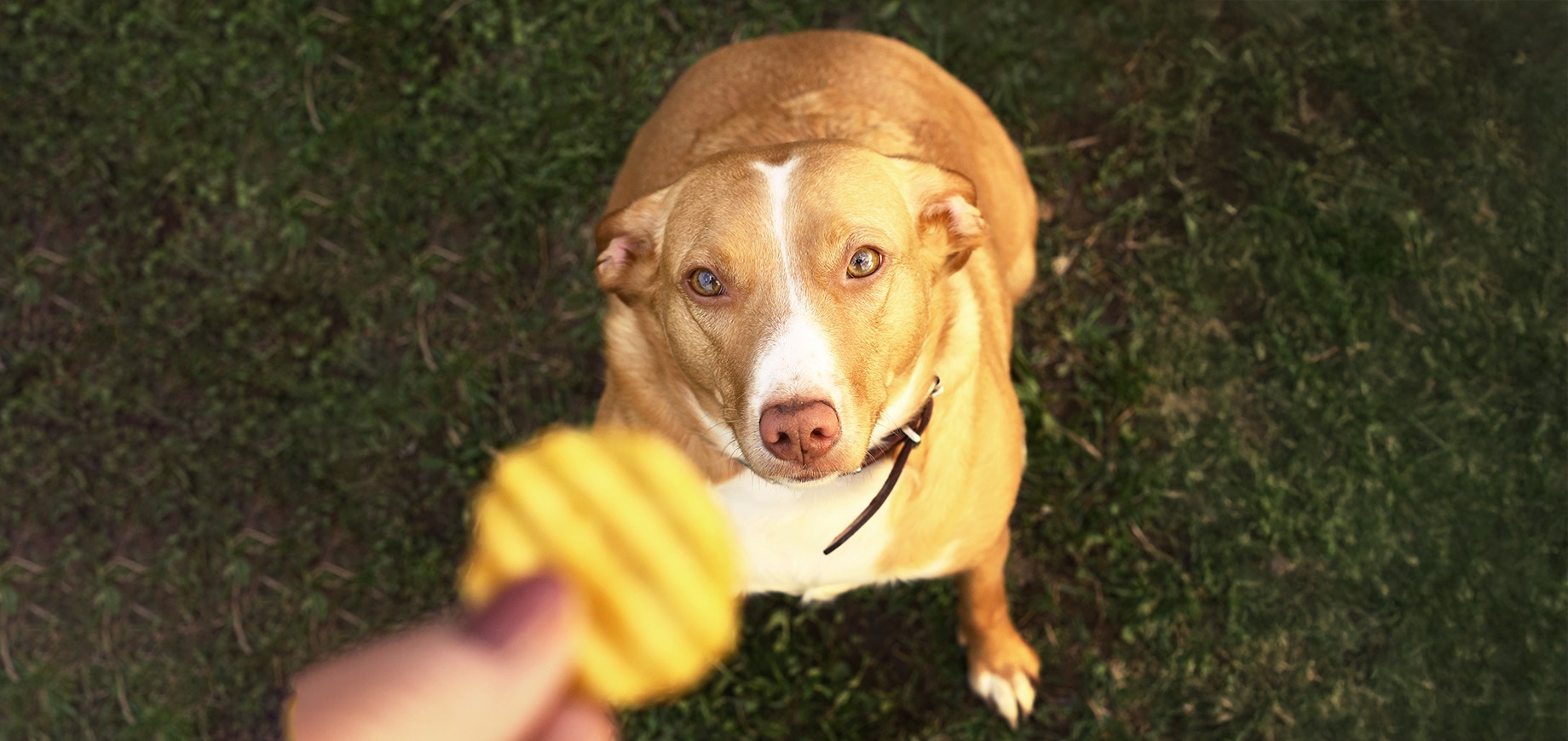 Can Dogs Eat Potatoes? Everything You Need to Know