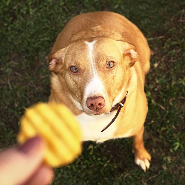 Can Dogs Eat Potatoes? Everything You Need to Know