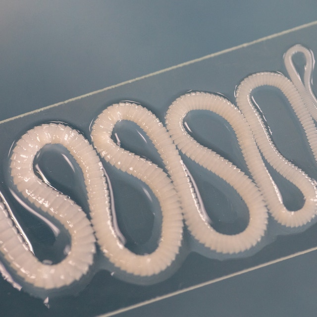 Tapeworms are flat, segmented parasites that reside in the intestines of dogs and cats.