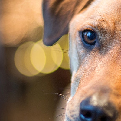 Dog and puppy first aid