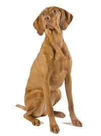 Hungarian Vizsla