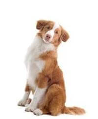 Nova Scotia Duck Tolling Retriever