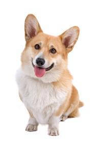 Welsh Corgi