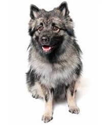 Keeshond