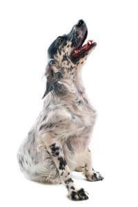 English Setter