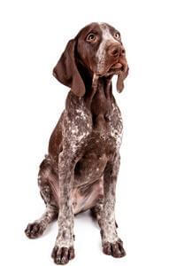 German Short-Haired Pointer