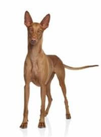 Pharaoh Hound
