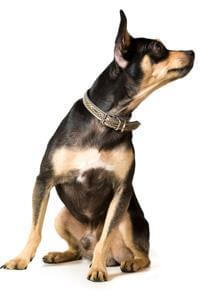 English Toy Terrier