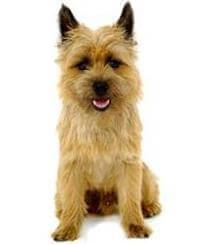 Cairn Terrier
