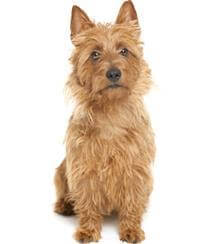 Australian Terrier