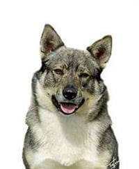 Swedish Vallhund