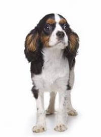 King Charles Spaniel 