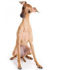 Italian Greyhound