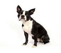 Boston Terrier