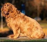 Sussex Spaniel