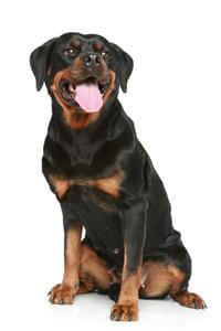 Rottweiler Breed