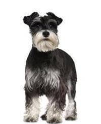 Schnauzer Breed