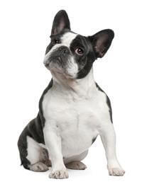 French Bulldog Breed