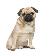 Pug Breed