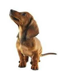 Dachshund Breed