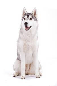 Siberian Husky Breed - Dog & Puppy - Information & Characteristics