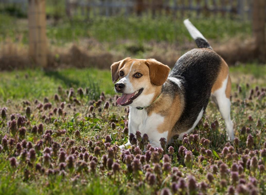 Playful Dog Body Language